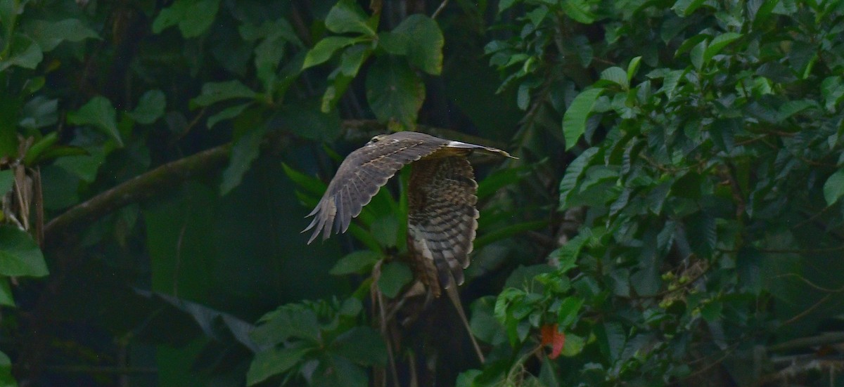 Schneckenbussard - ML609920081