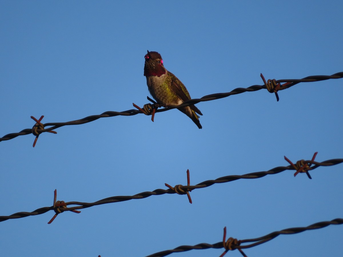 Anna's Hummingbird - ML609920088