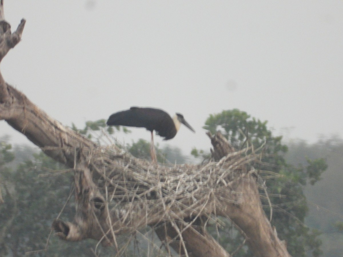 Asian Woolly-necked Stork - ML609920093