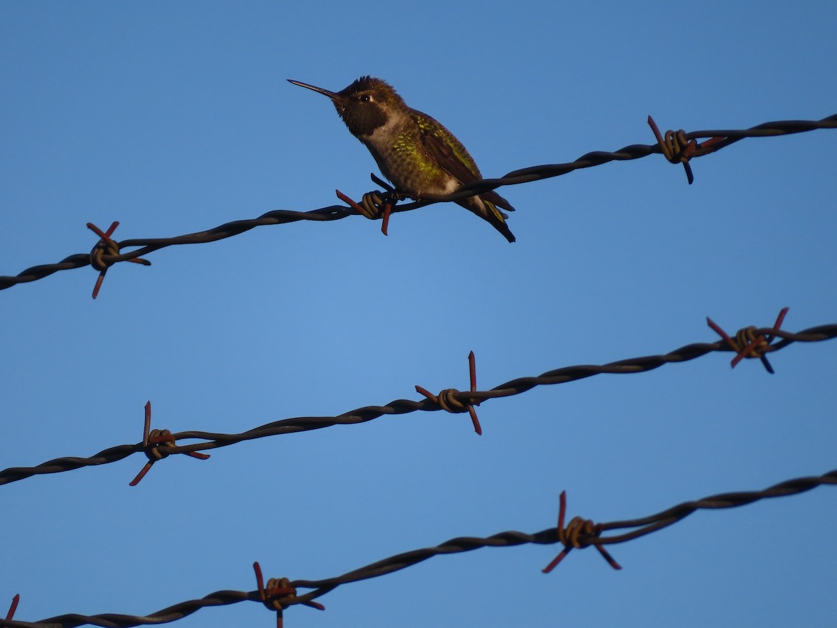 Anna's Hummingbird - ML609920098