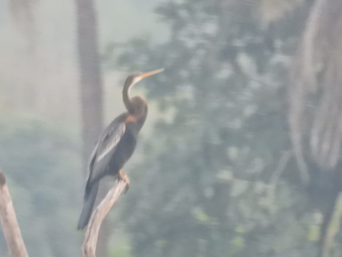 Anhinga Asiática - ML609920131