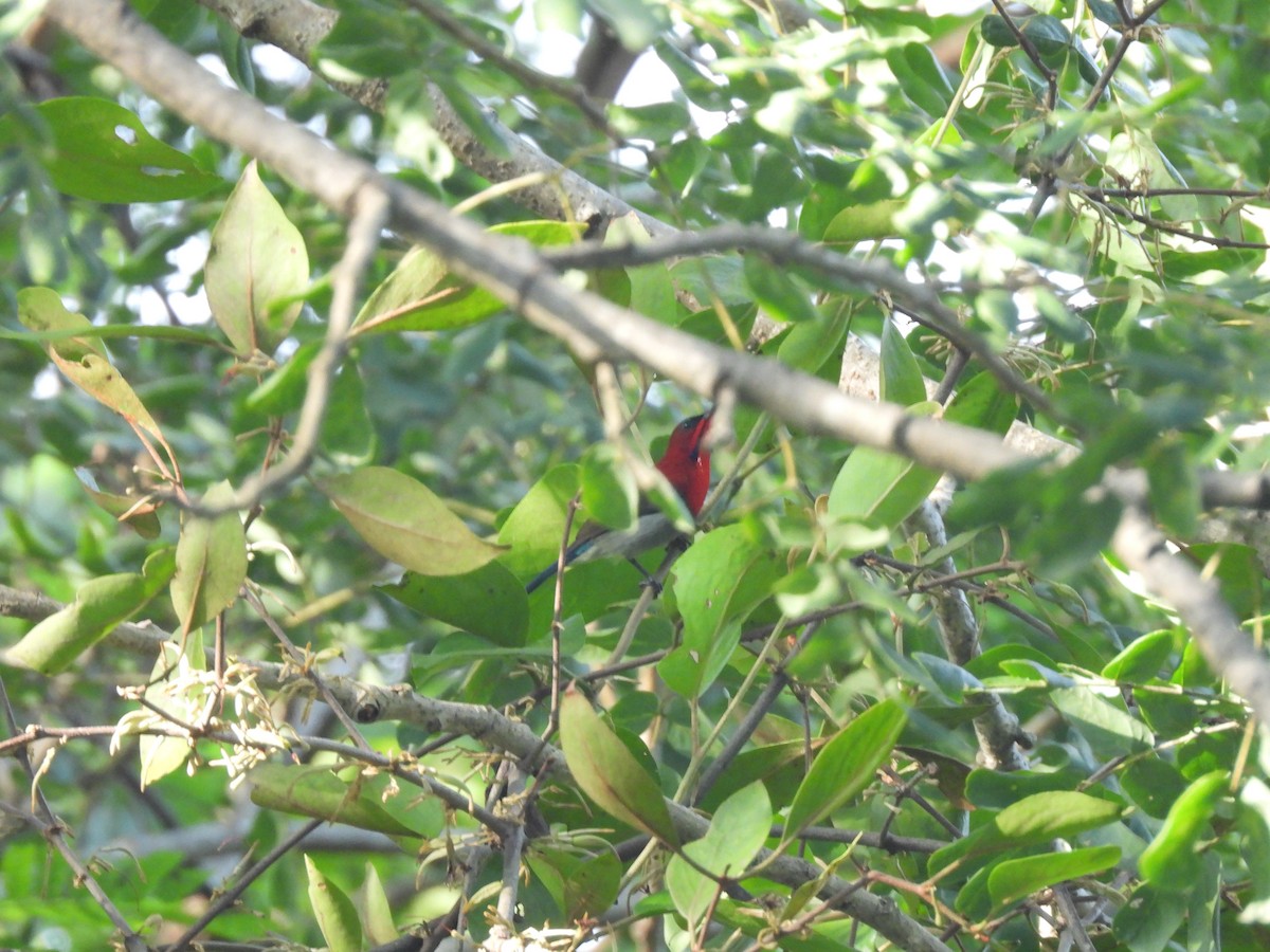 Crimson Sunbird - ML609920139