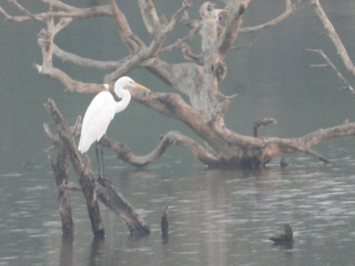 Great Egret - Raju Soni
