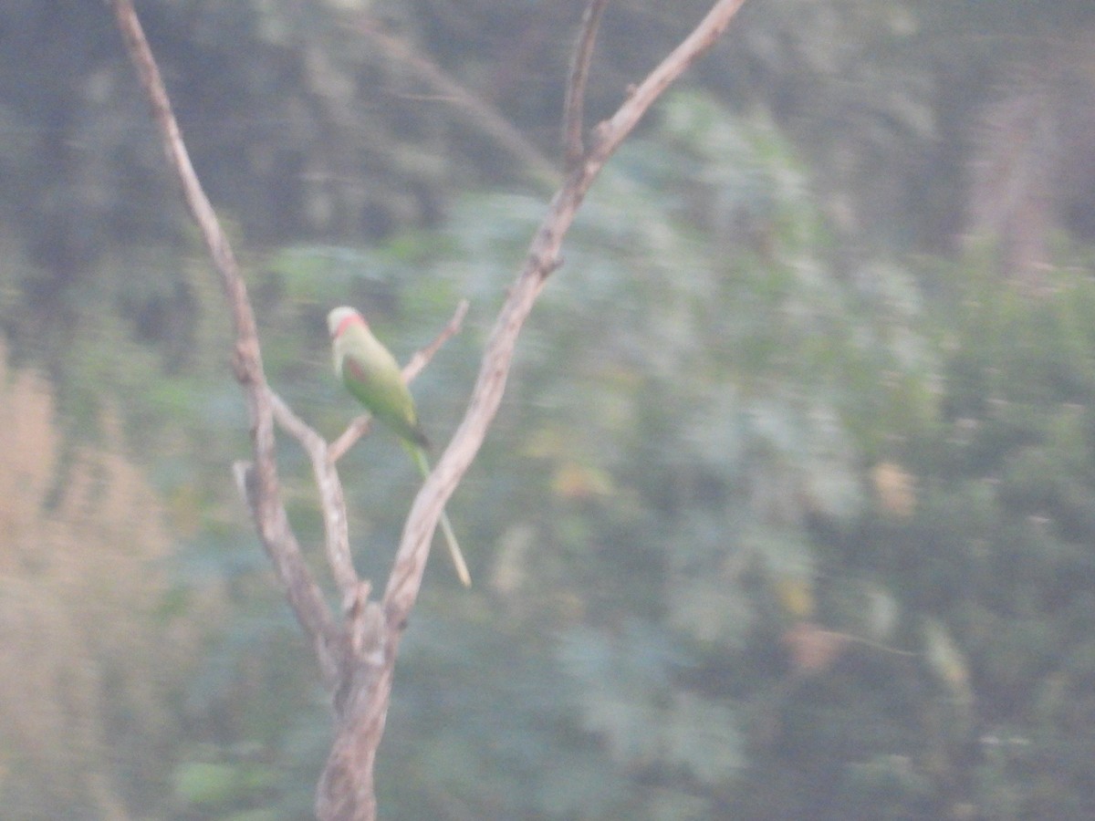 Alexandrine Parakeet - Raju Soni