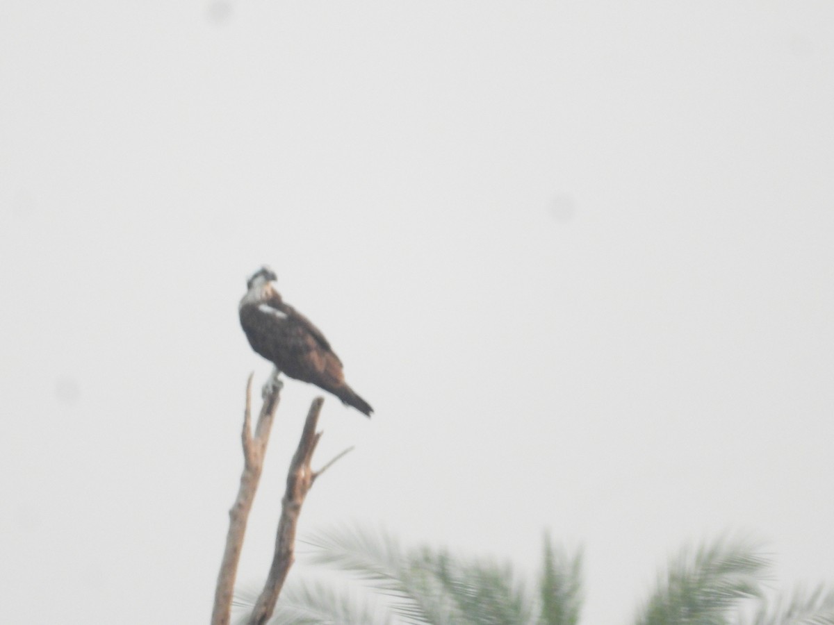 Águila Pescadora - ML609920187