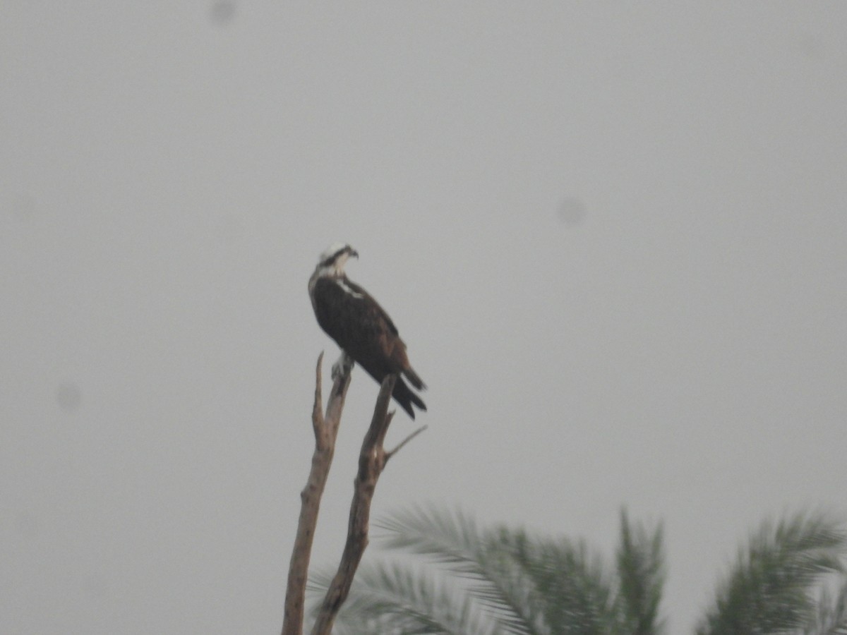 Águila Pescadora - ML609920189