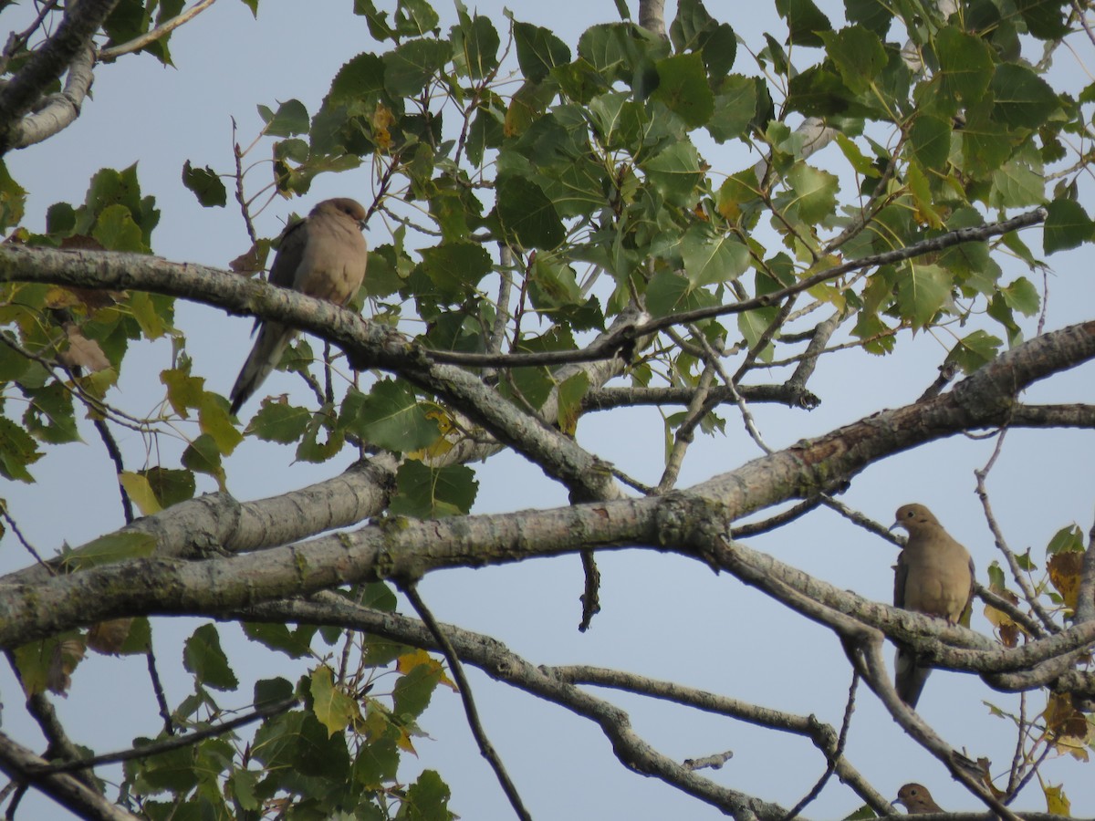 Mourning Dove - ML609920202