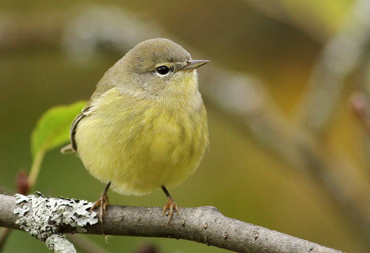 Orange-crowned Warbler - Luke Seitz