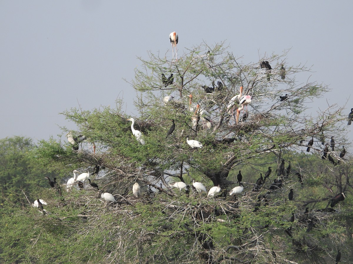 Painted Stork - Raju Soni