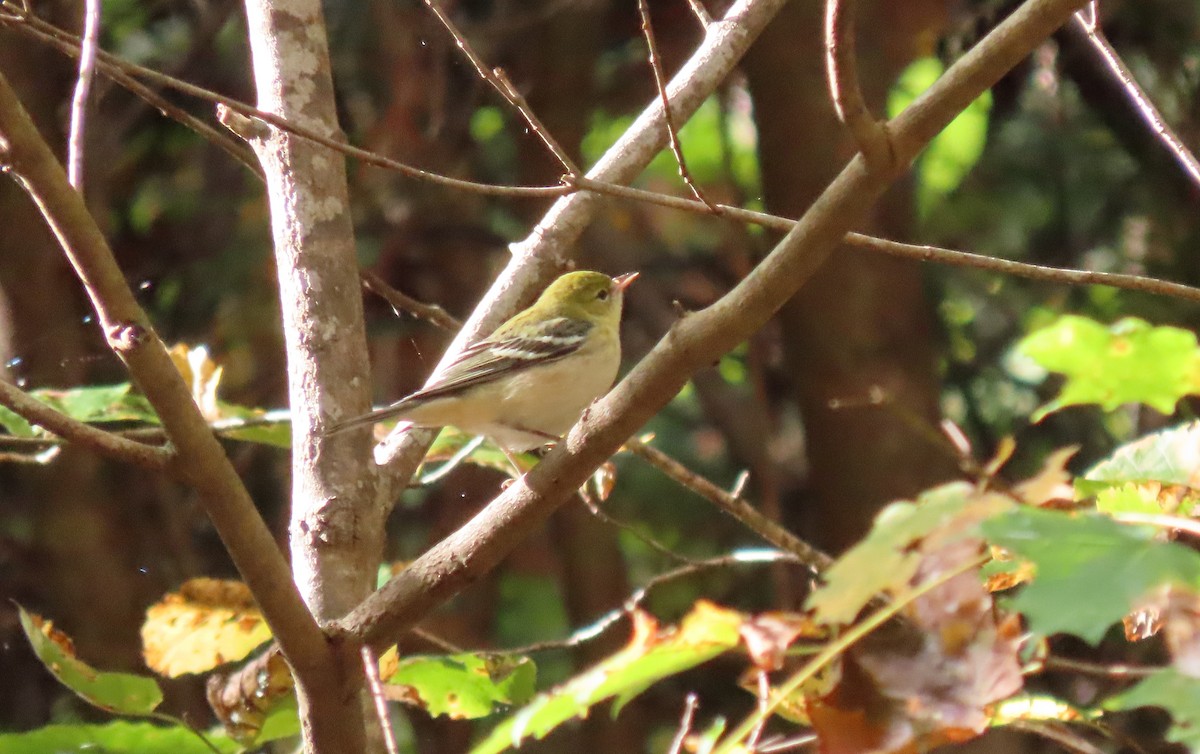 Paruline rayée - ML609920303