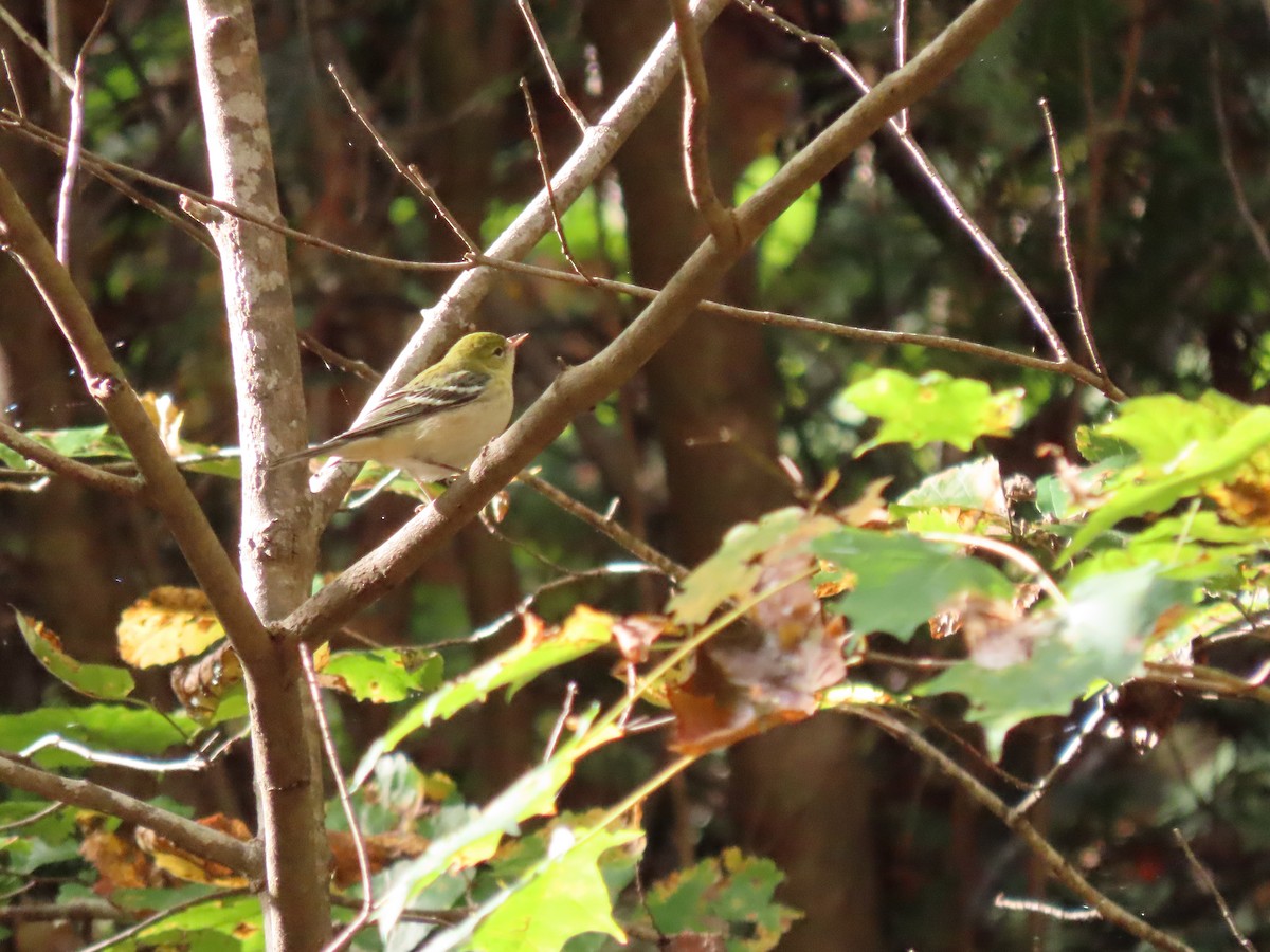 Blackpoll Warbler - Tammie Medlin