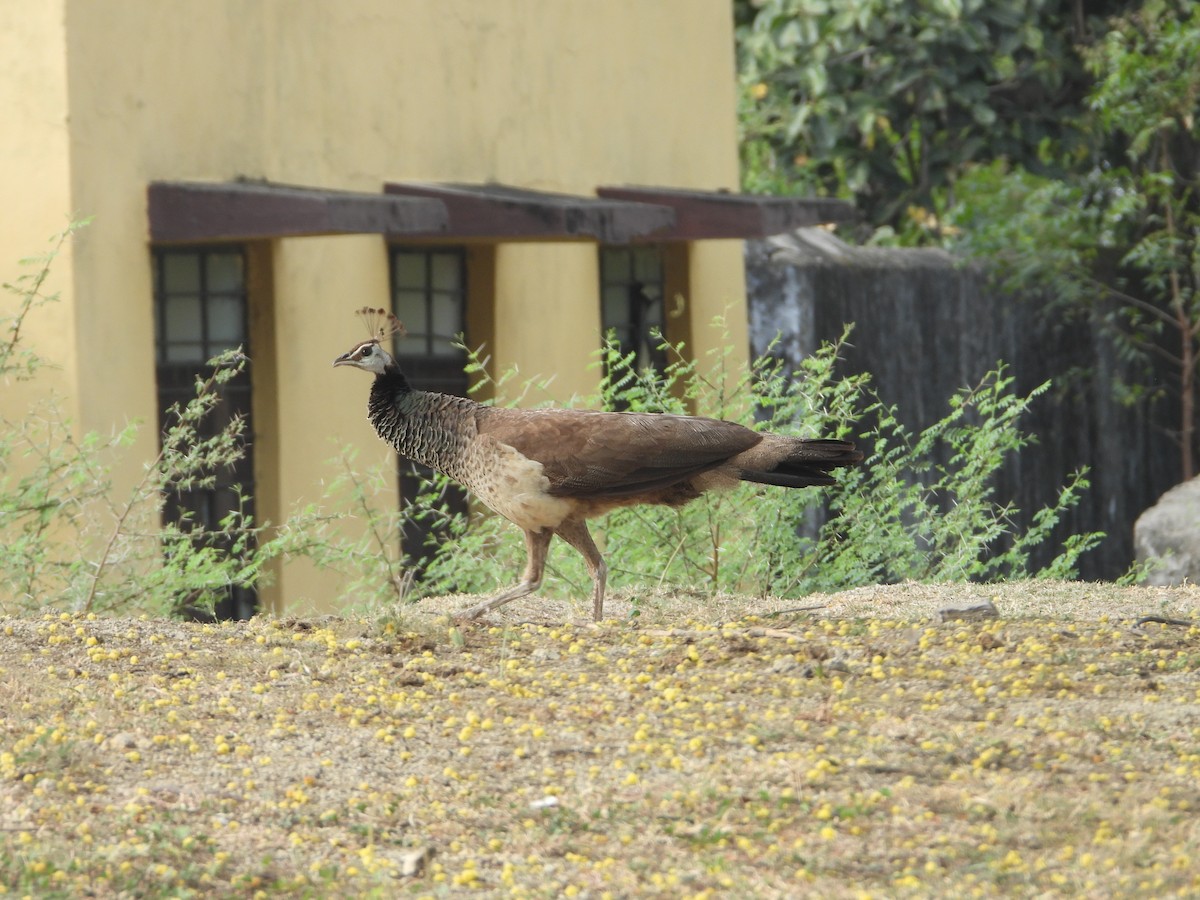 Indian Peafowl - Raju Soni