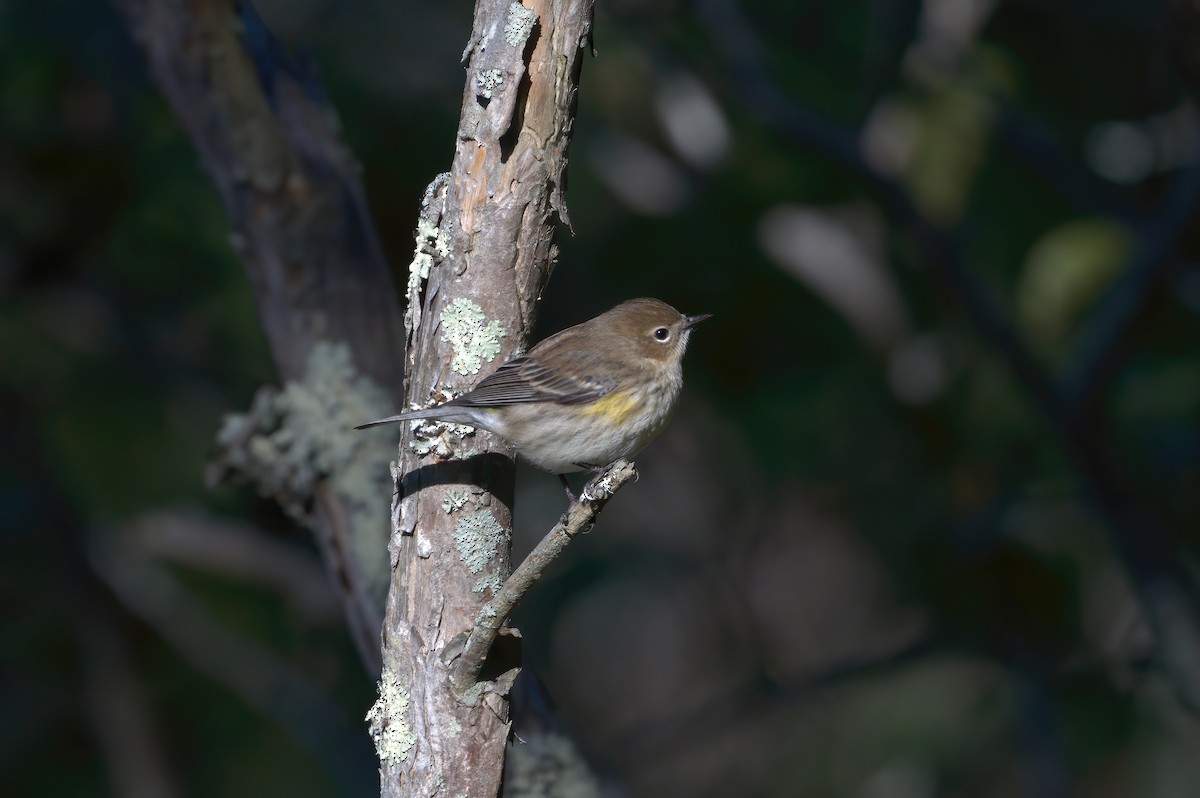 Yellow-rumped Warbler - ML609920398