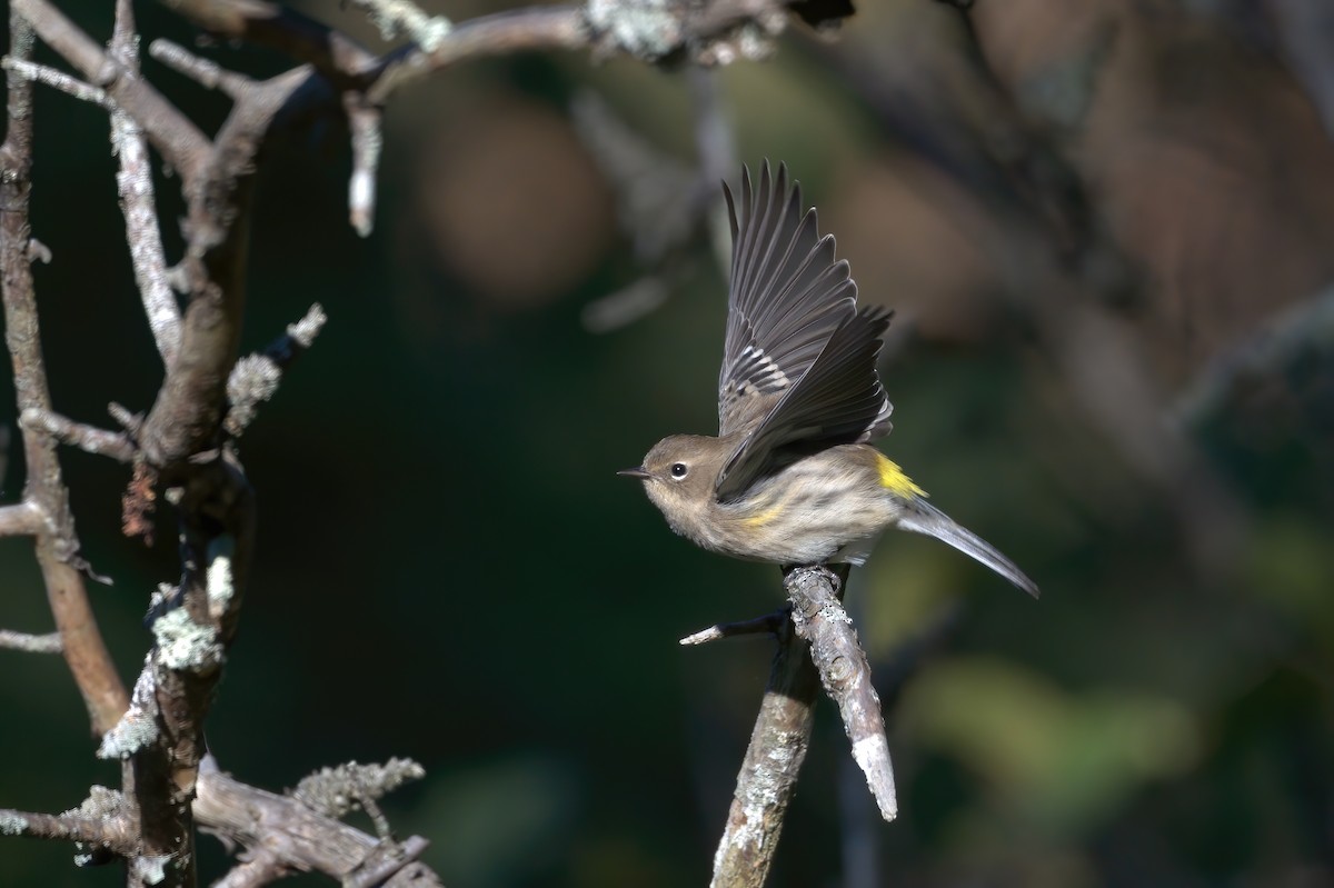 Yellow-rumped Warbler - Cristians Rivas