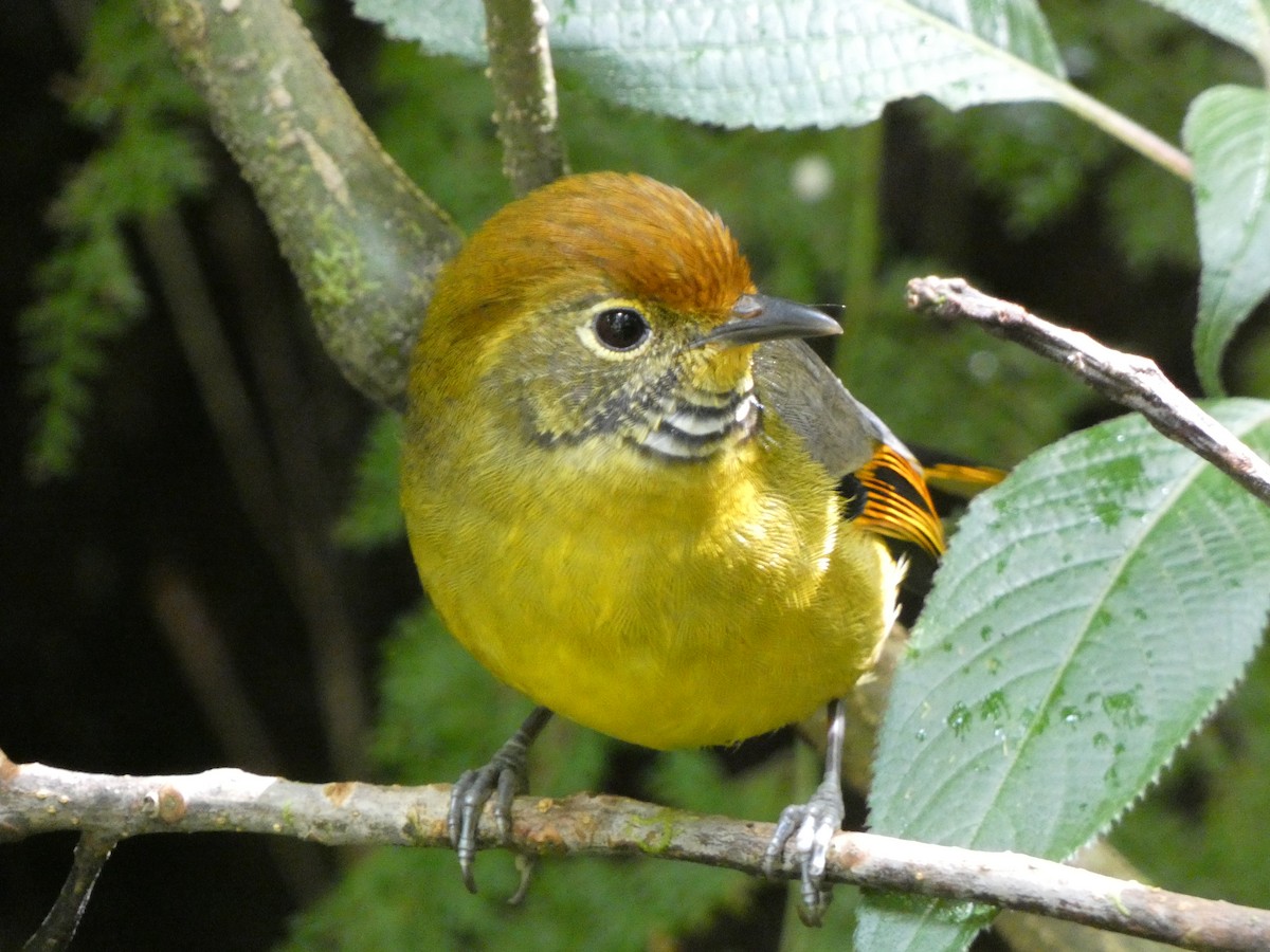 Chestnut-tailed Minla - ML609920402