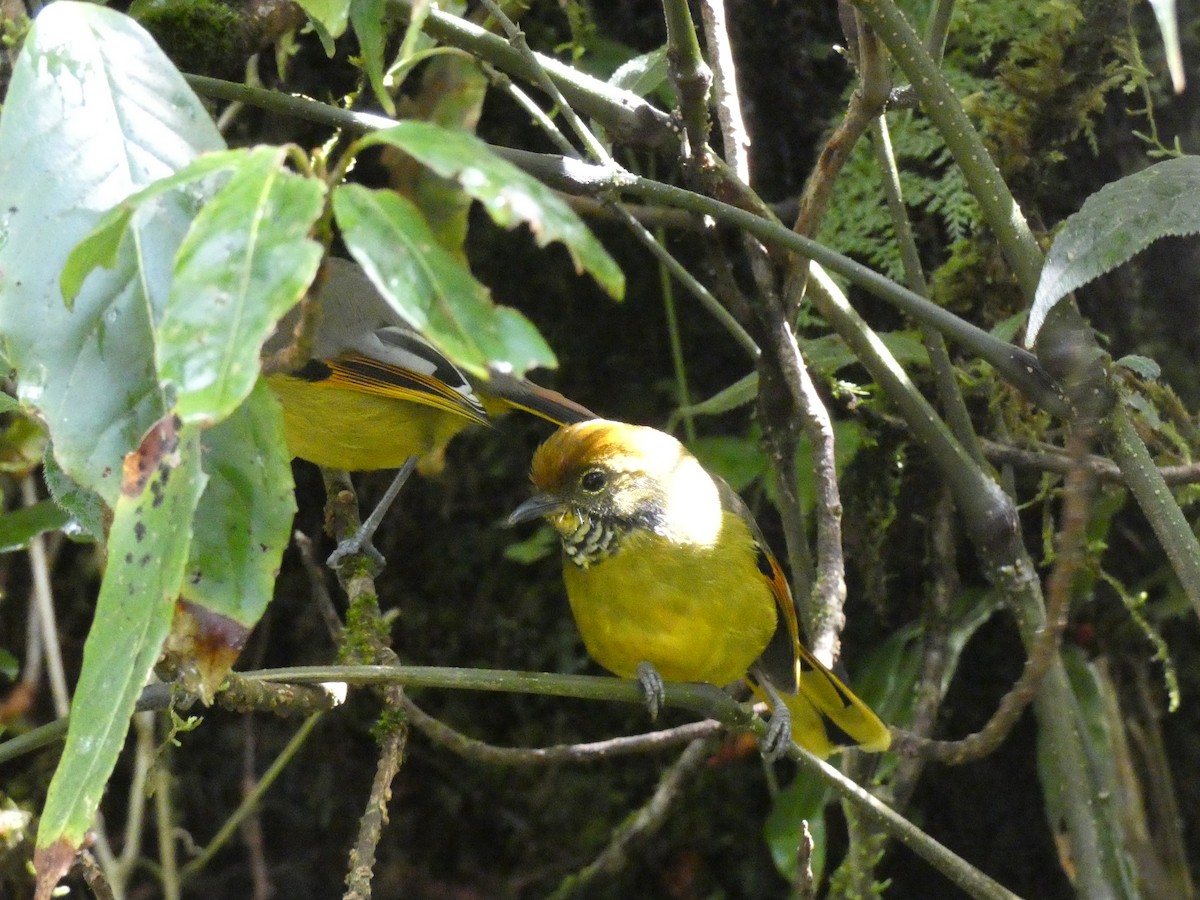 Chestnut-tailed Minla - ML609920403
