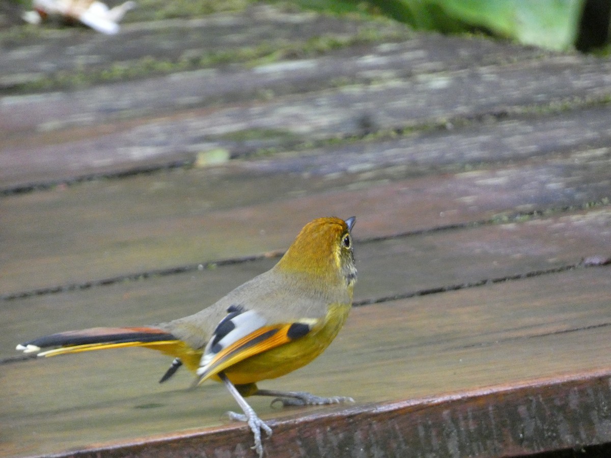 Chestnut-tailed Minla - ML609920404