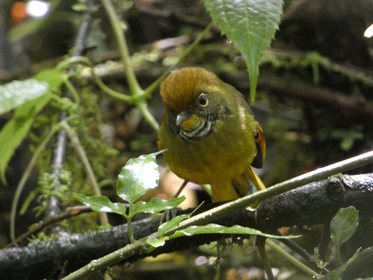 Chestnut-tailed Minla - ML609920405