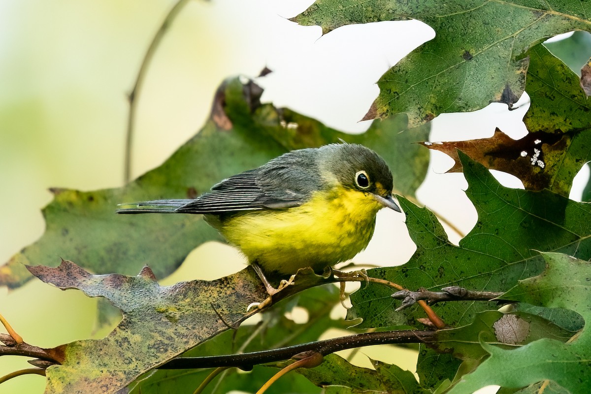 Canada Warbler - ML609920407