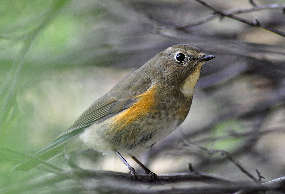Red-flanked Bluetail - ML609920424