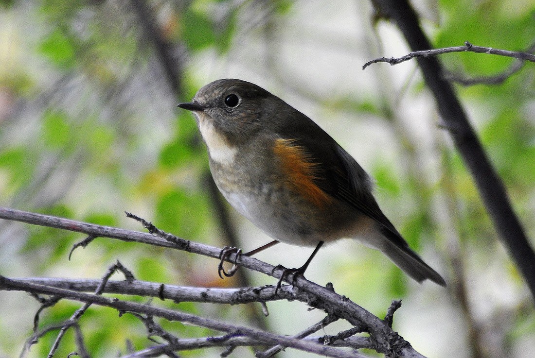 Red-flanked Bluetail - ML609920433