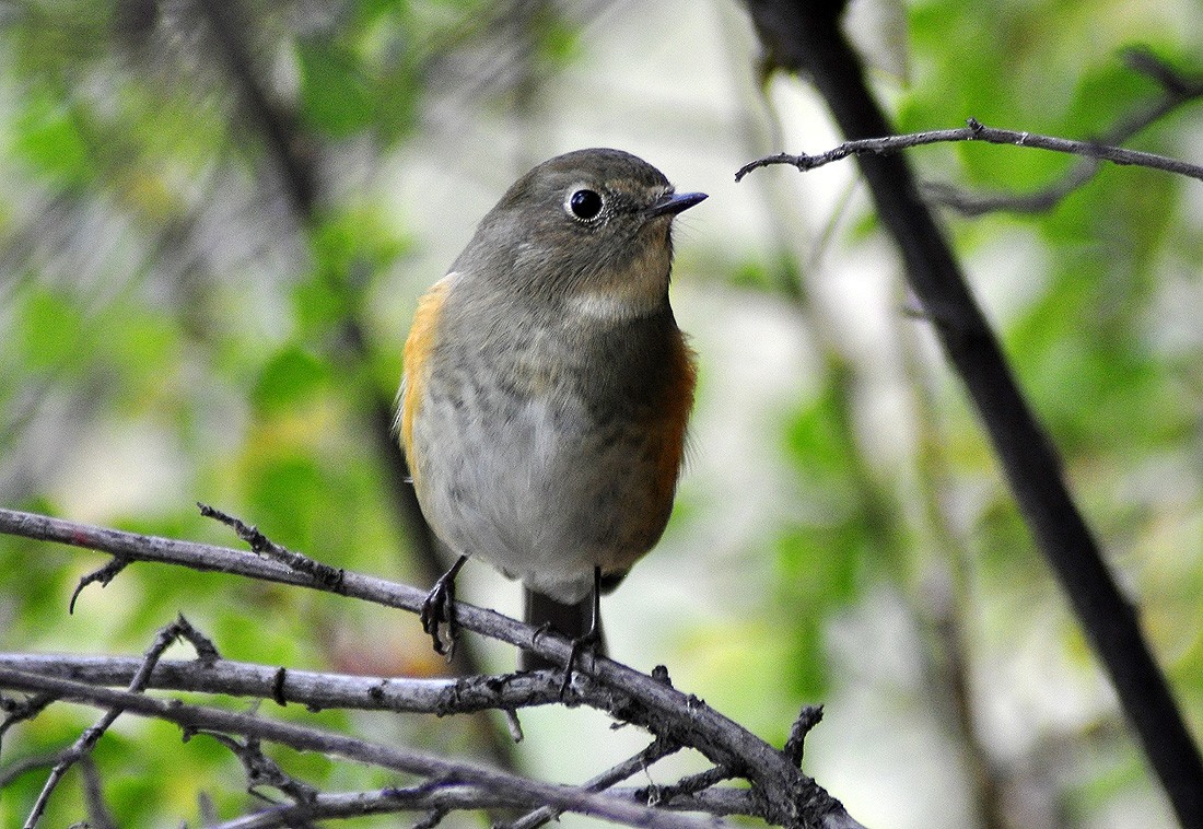 Red-flanked Bluetail - ML609920453