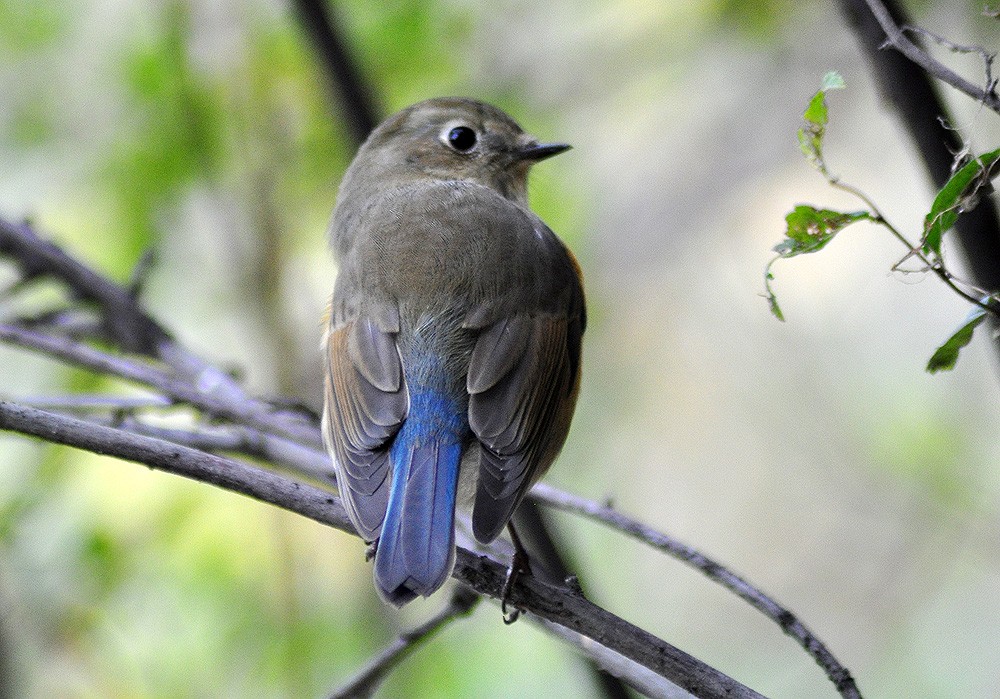 Red-flanked Bluetail - ML609920457