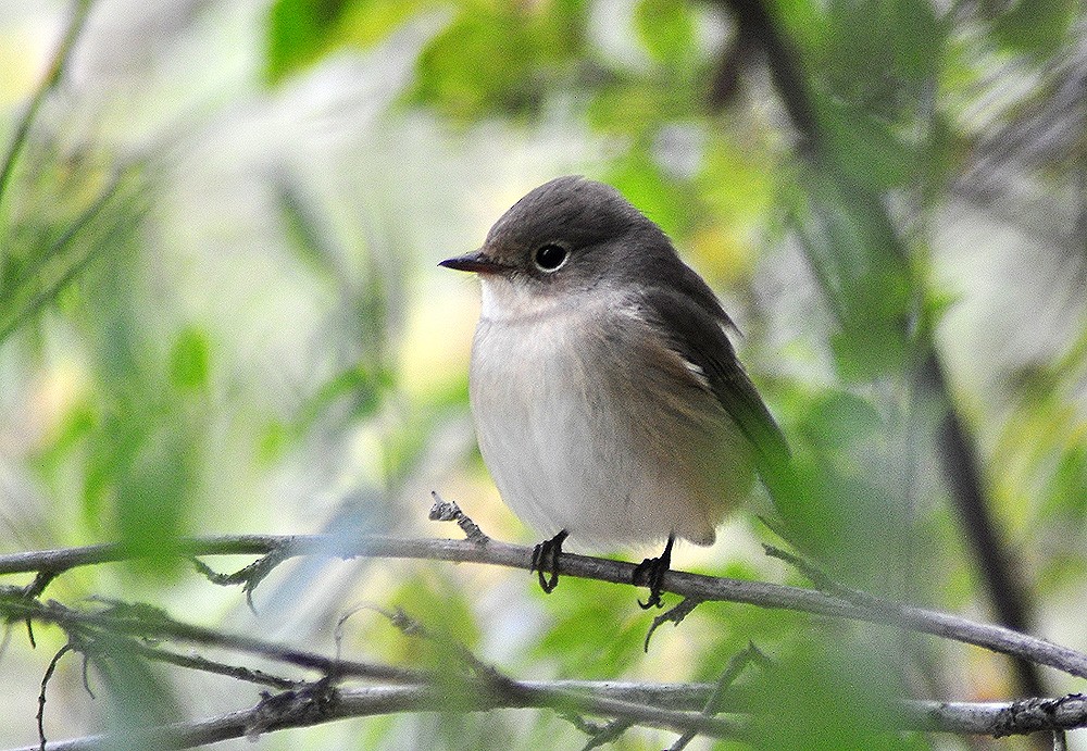 Red-breasted Flycatcher - ML609920463