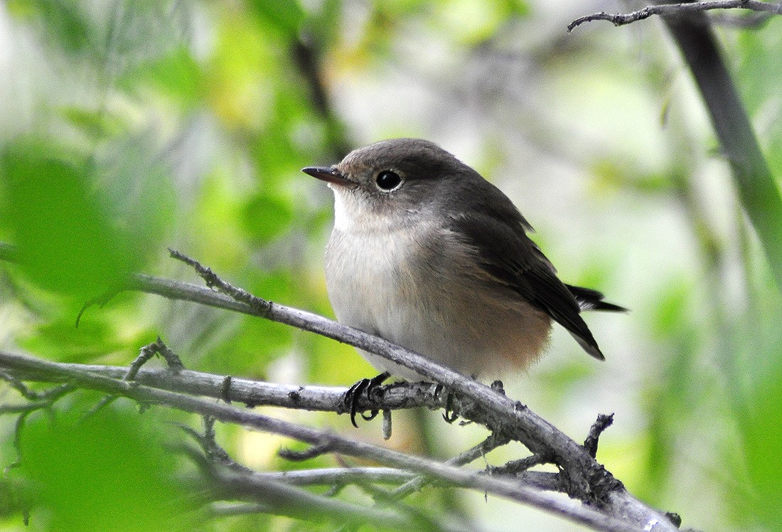 Red-breasted Flycatcher - ML609920465
