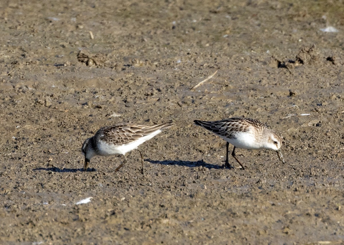 Semipalmated Sandpiper - ML609920476