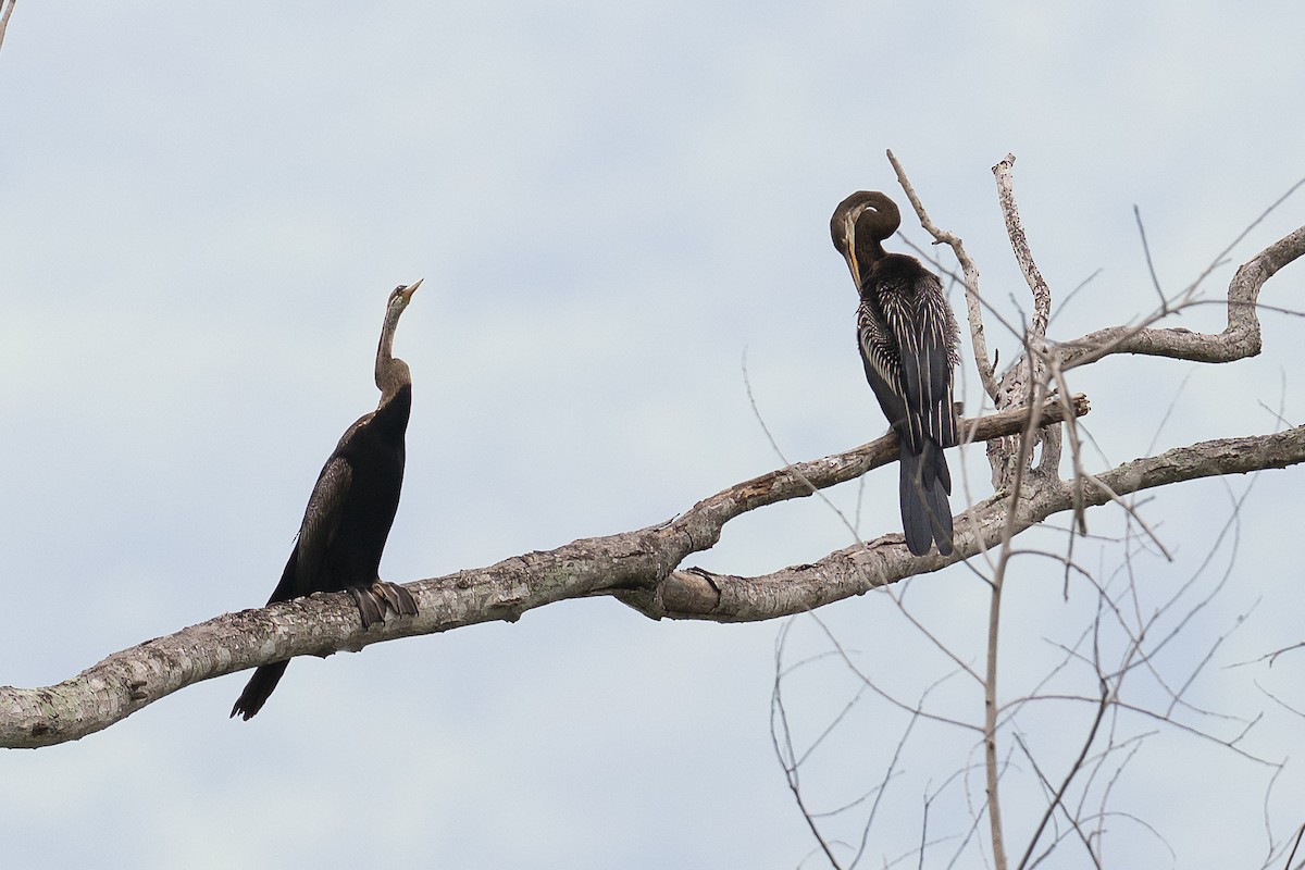 Oriental Darter - Mike Hooper