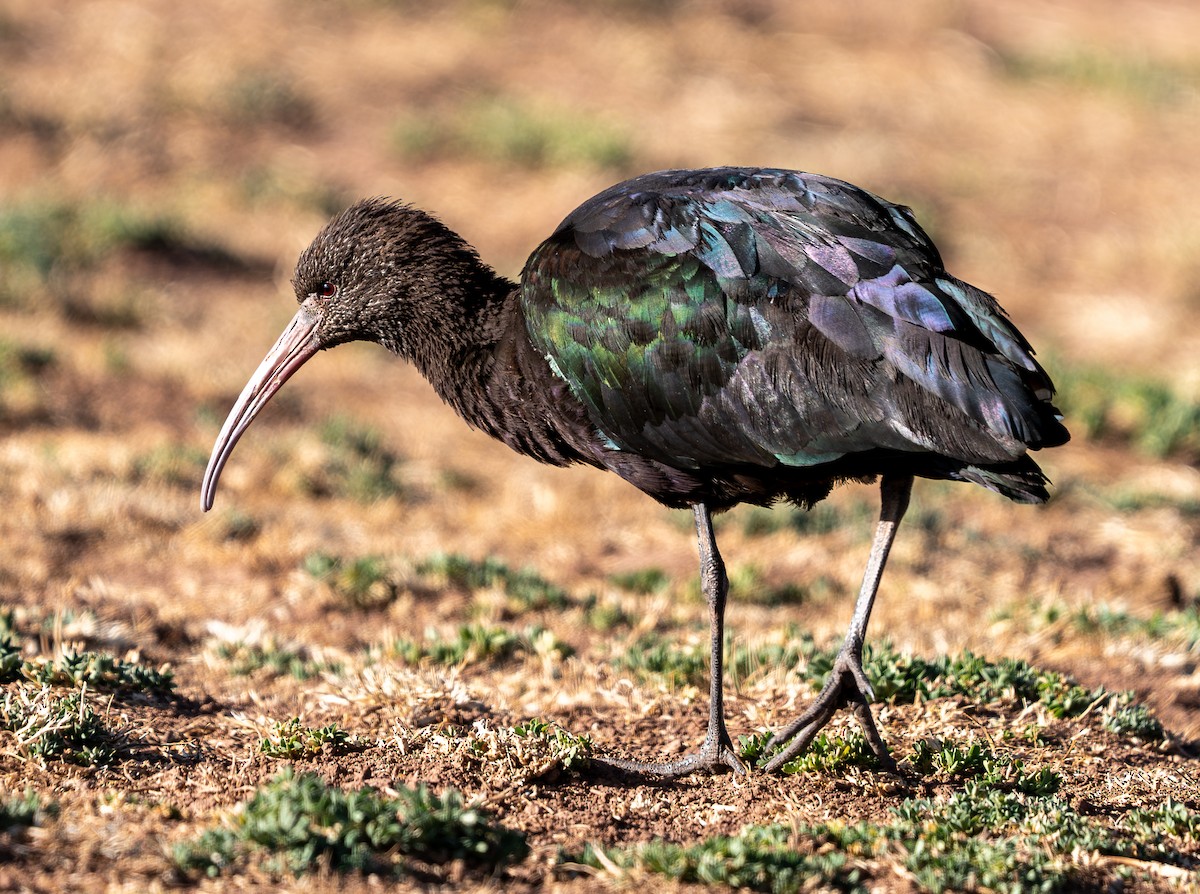 Puna Ibis - Julie Davis