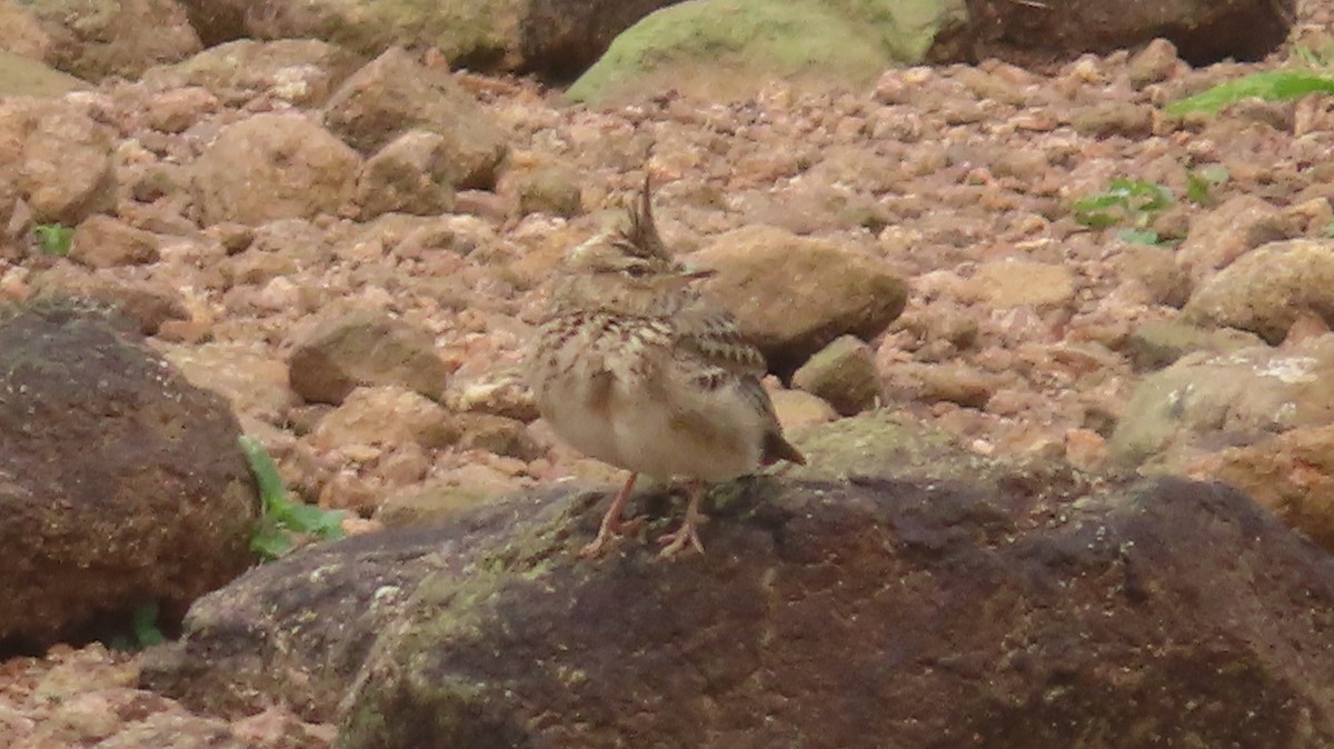 Malabar Lark - ML609920577