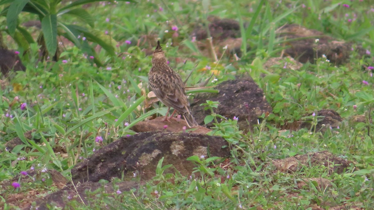 Malabar Lark - ML609920578