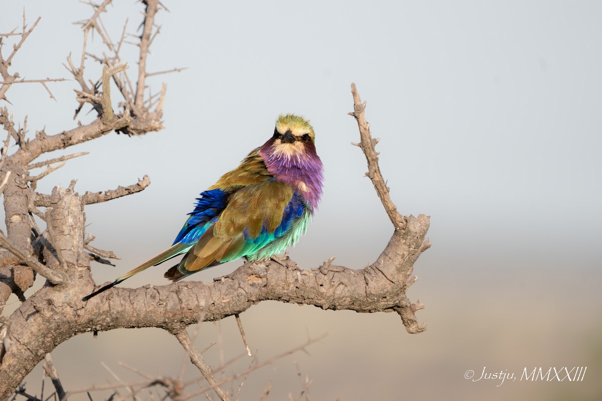 Lilac-breasted Roller - ML609920688