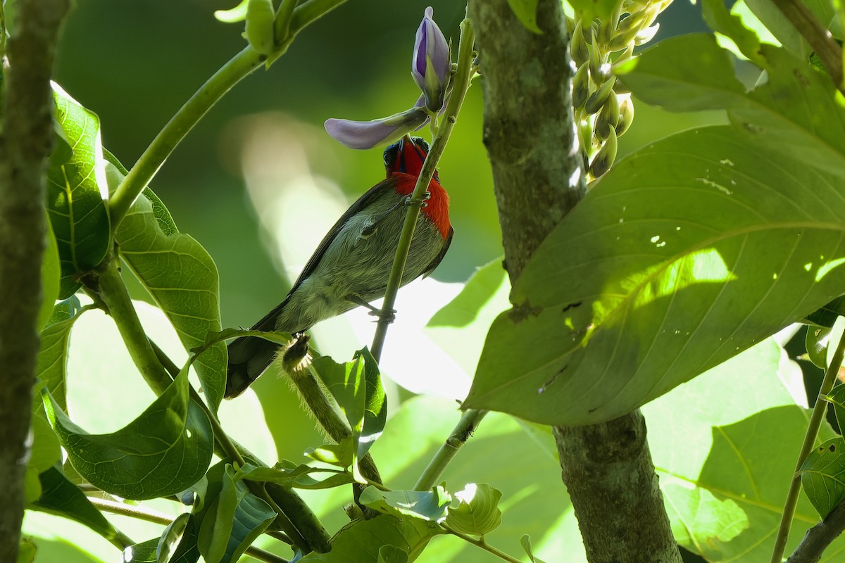 Crimson Sunbird - ML609920710