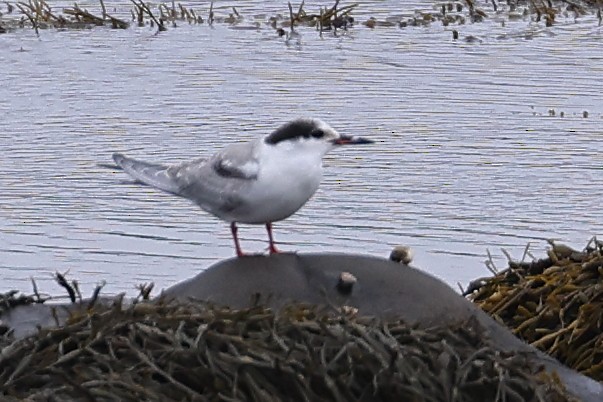 Common Tern - ML609920714