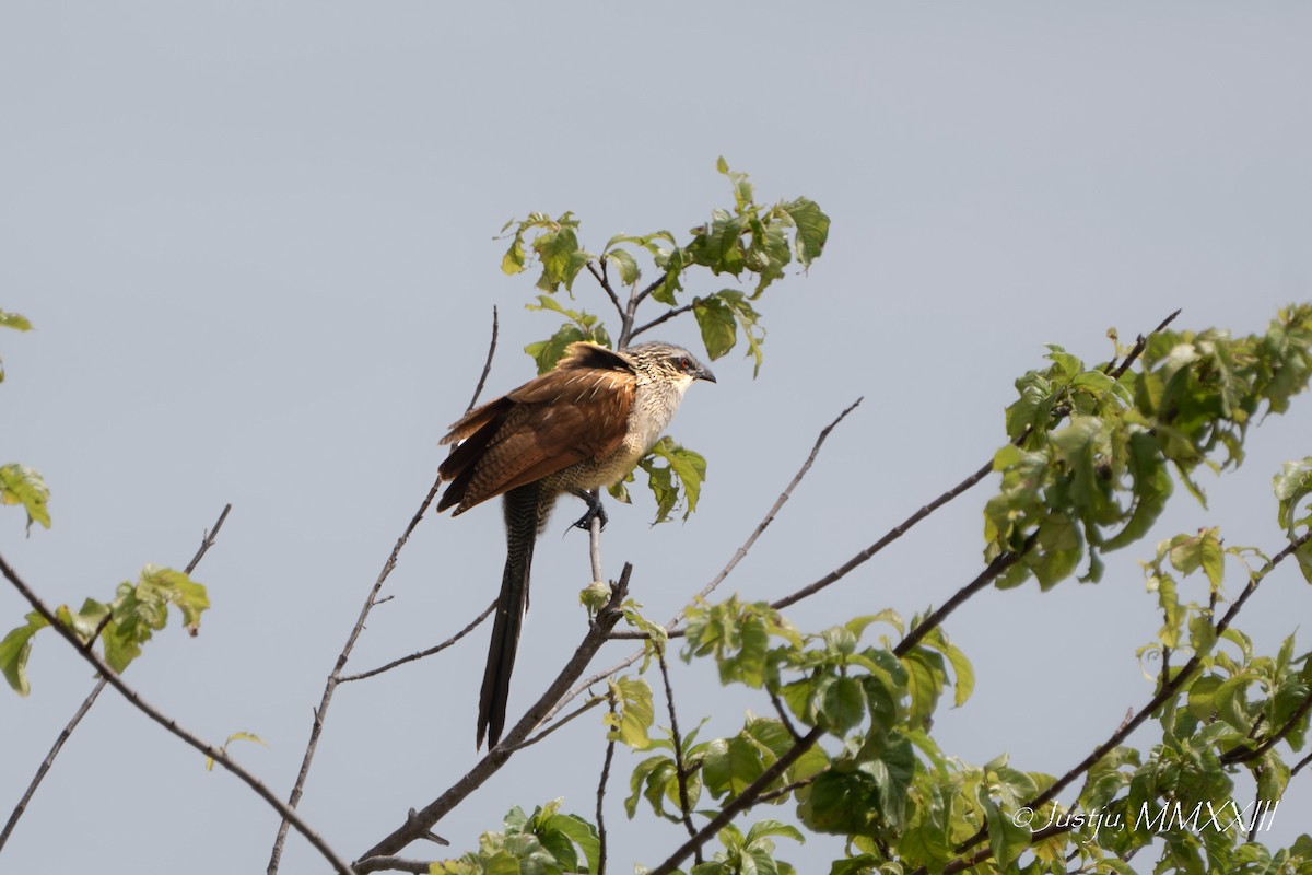 White-browed Coucal - ML609920728