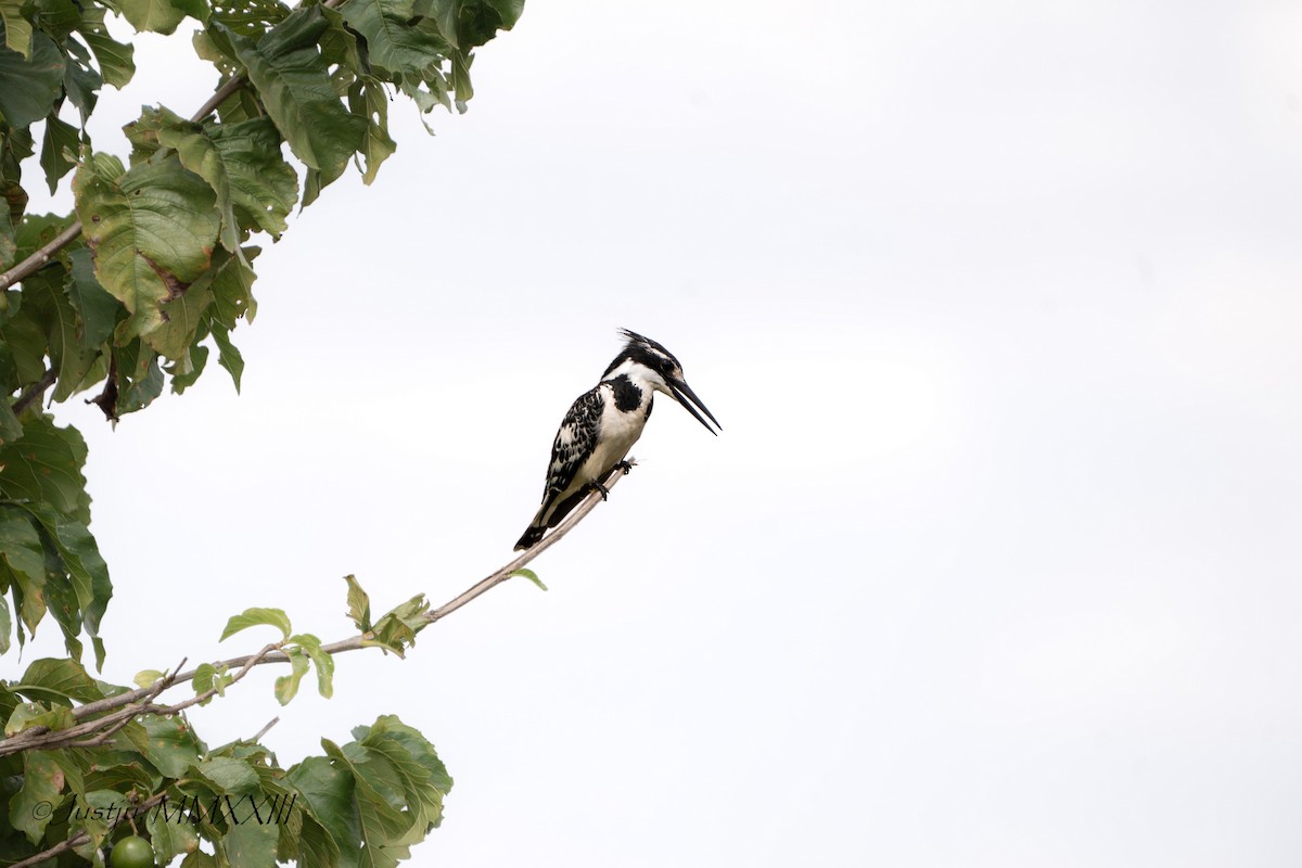 Pied Kingfisher - ML609920737