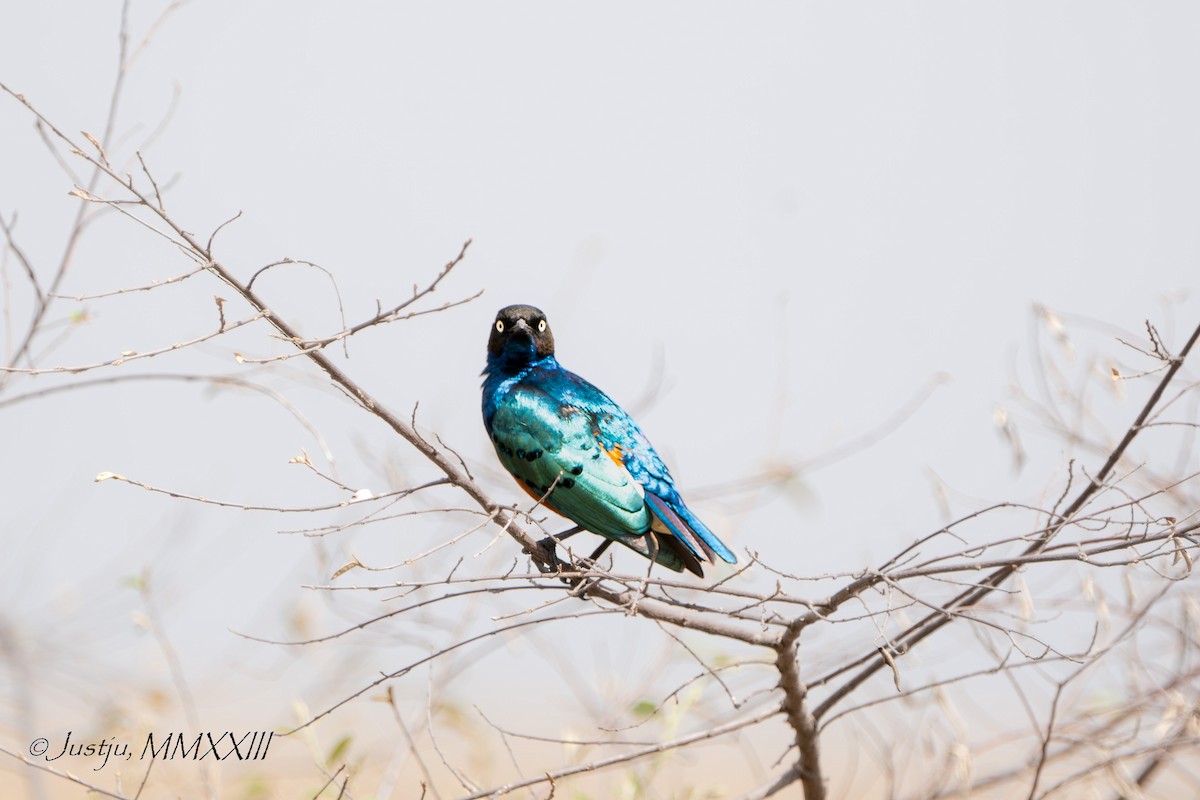 Superb Starling - ML609920752