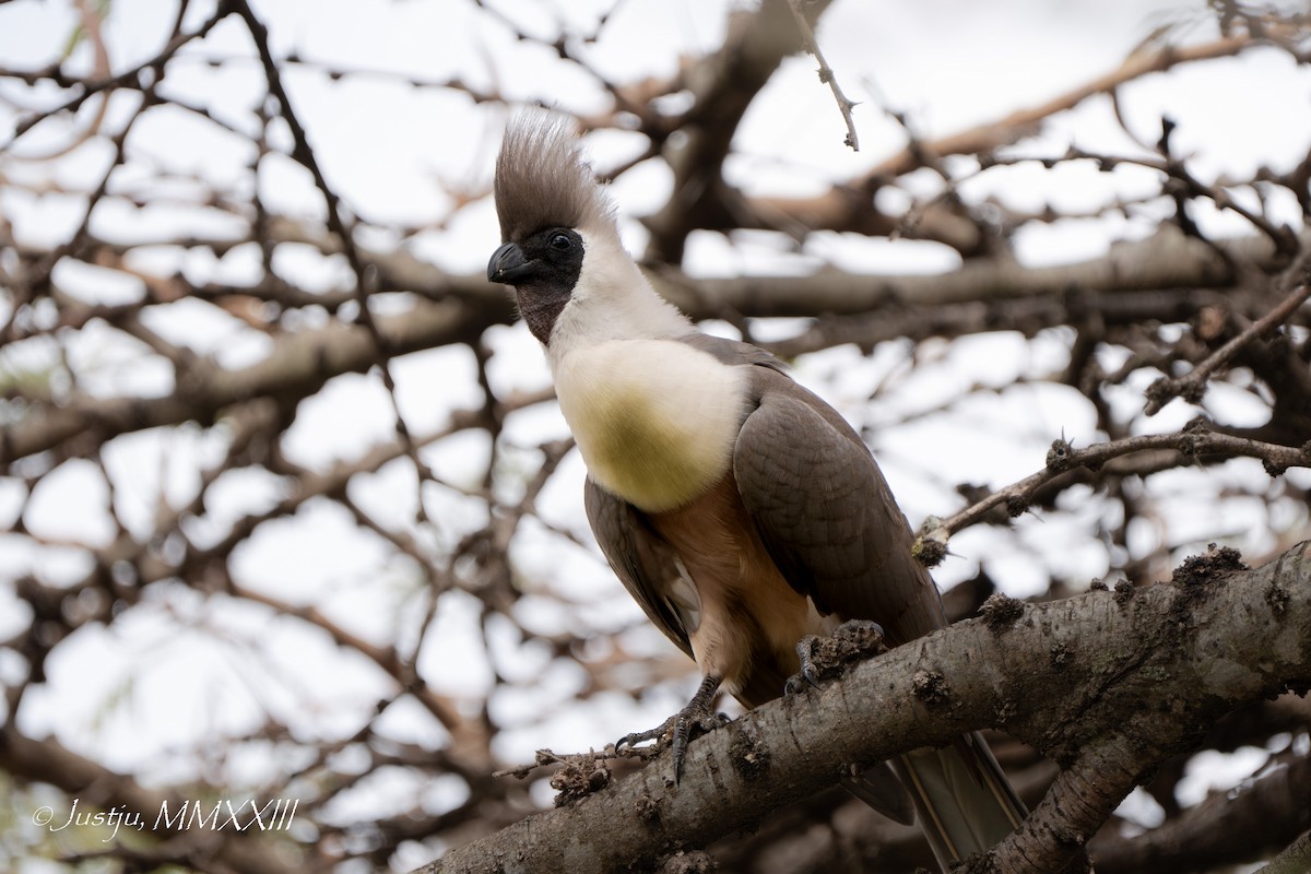 Bare-faced Go-away-bird - ML609920769