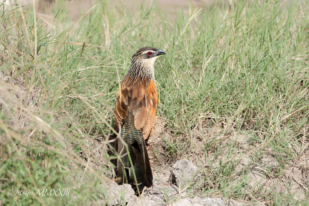 White-browed Coucal - ML609920785