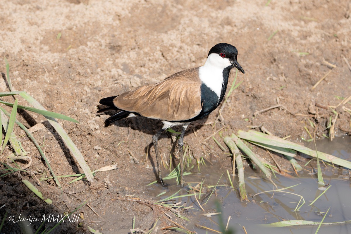 Spur-winged Lapwing - juliana low