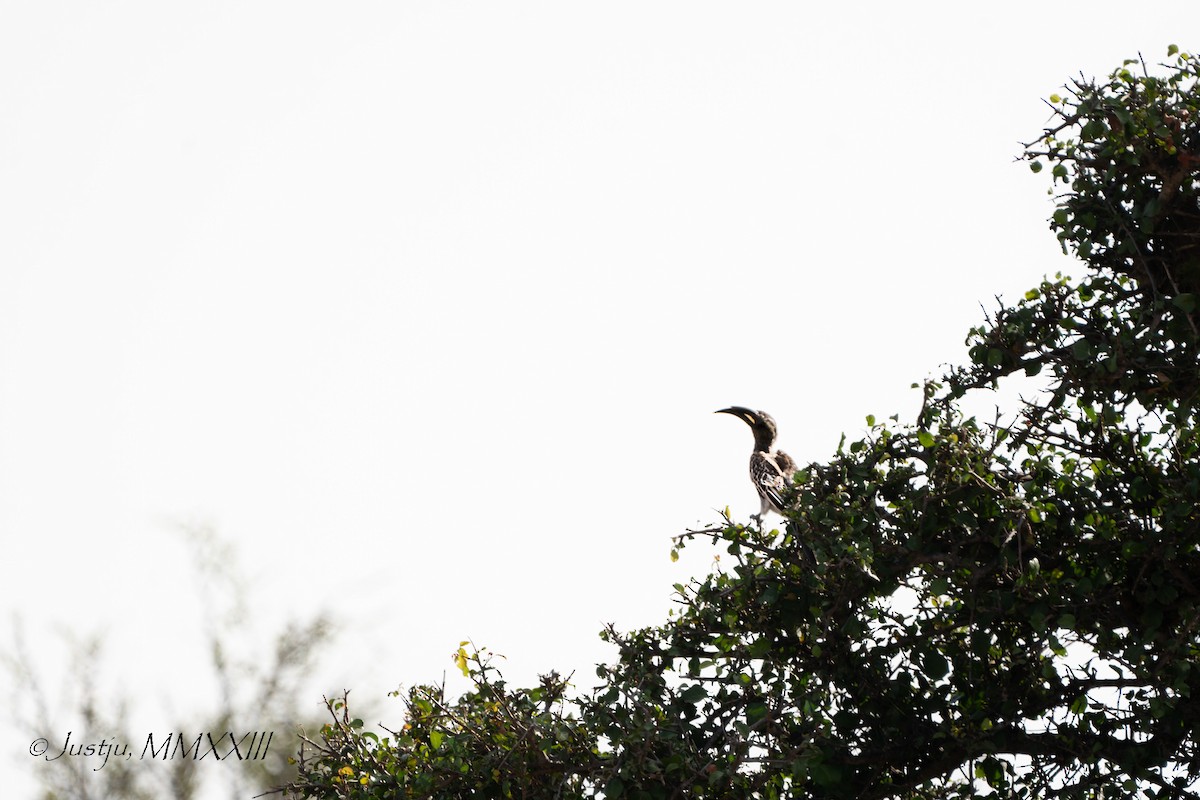 African Gray Hornbill - ML609920793