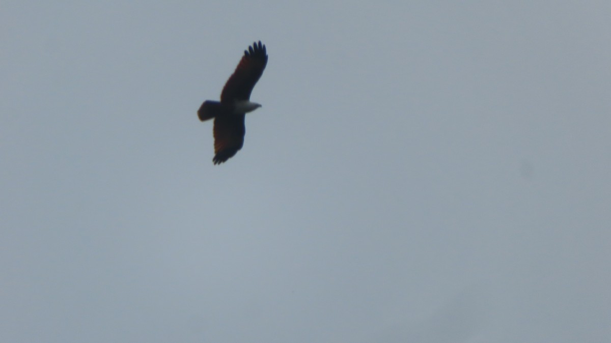 Brahminy Kite - ML609920832