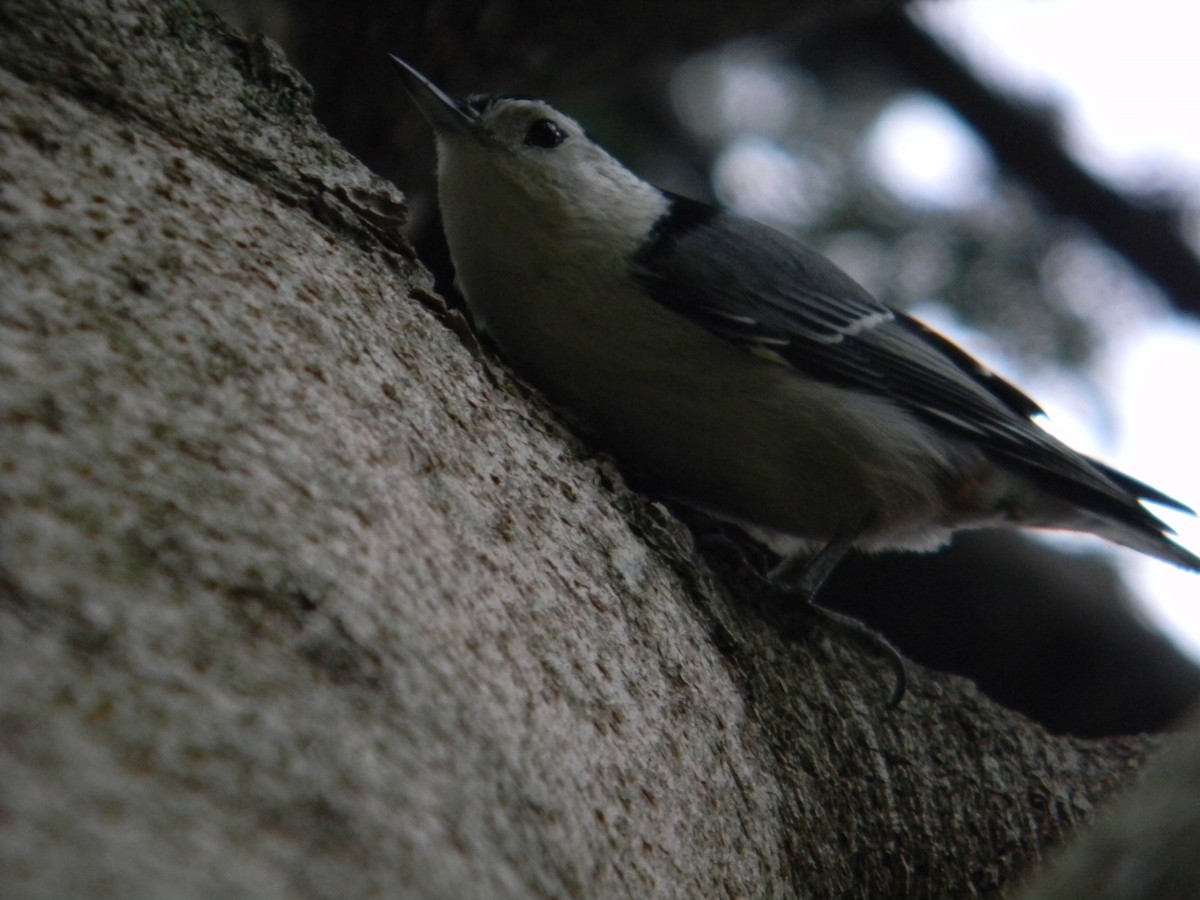 White-breasted Nuthatch - ML609920862