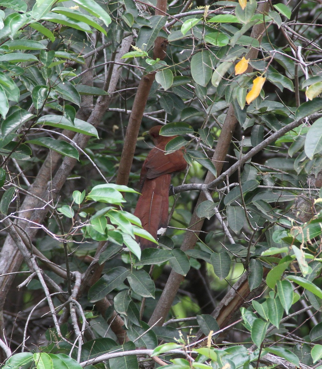 Squirrel Cuckoo (Amazonian) - ML609920870