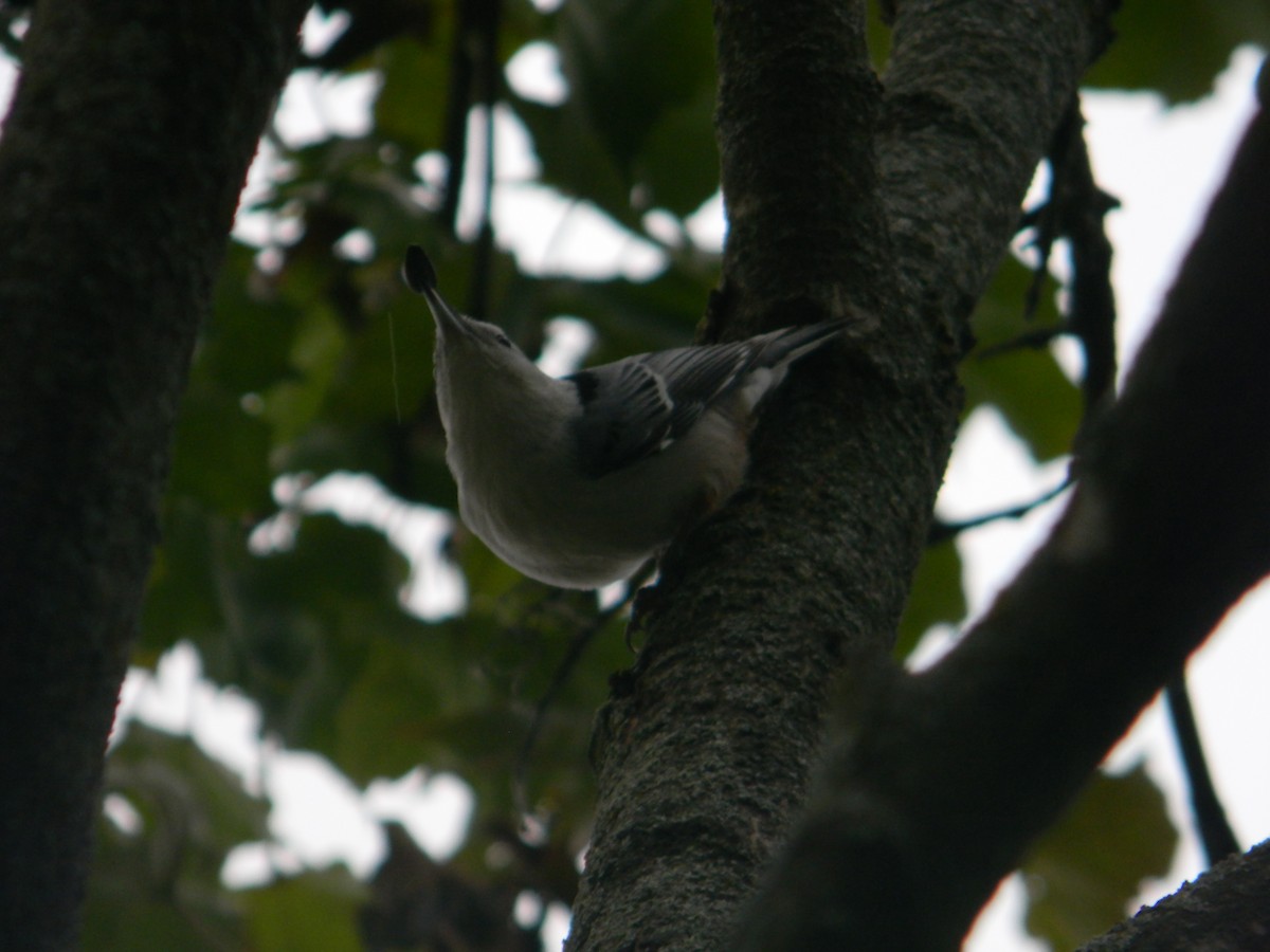 White-breasted Nuthatch - ML609920876