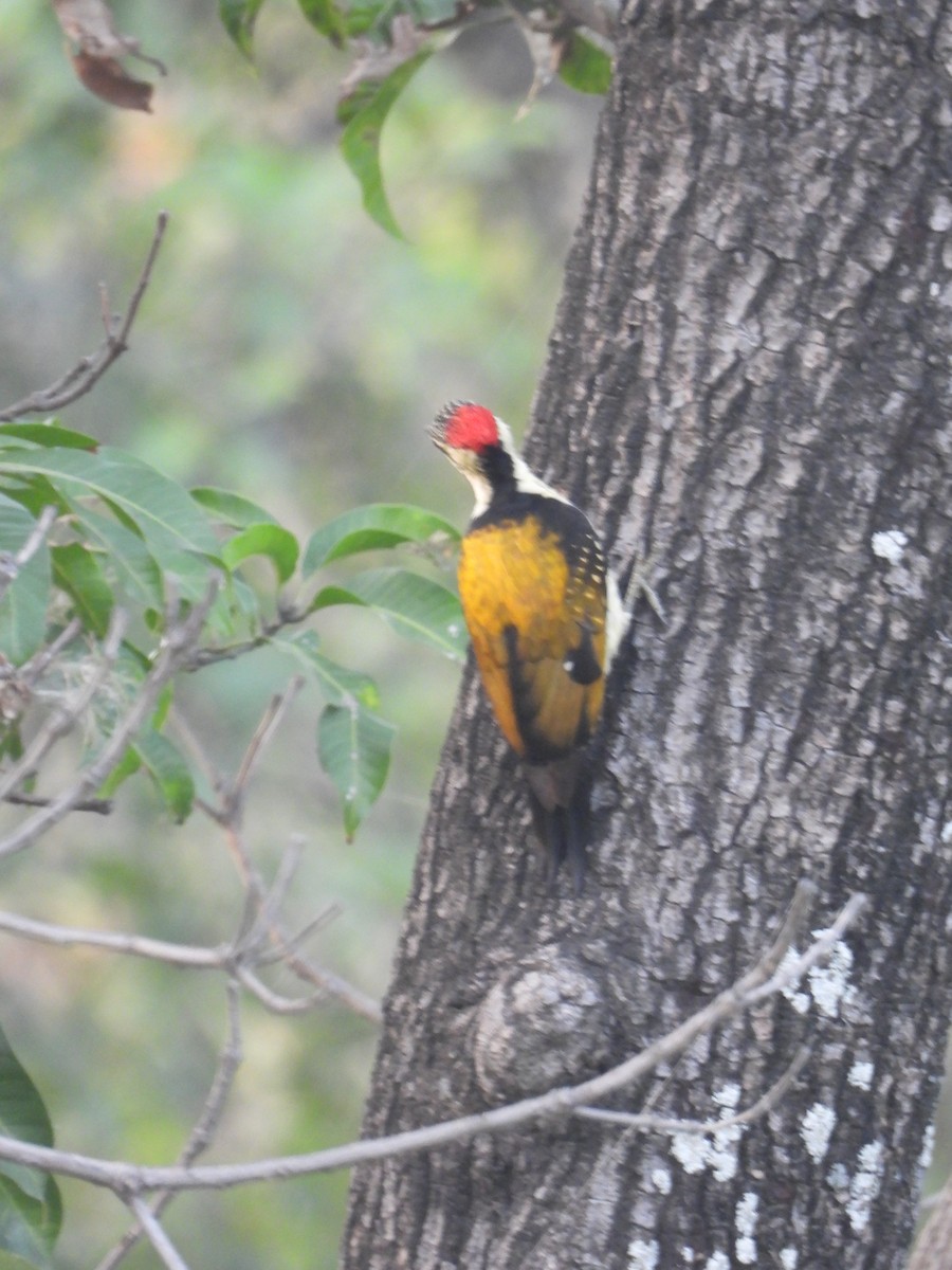 Black-rumped Flameback - ML609920881