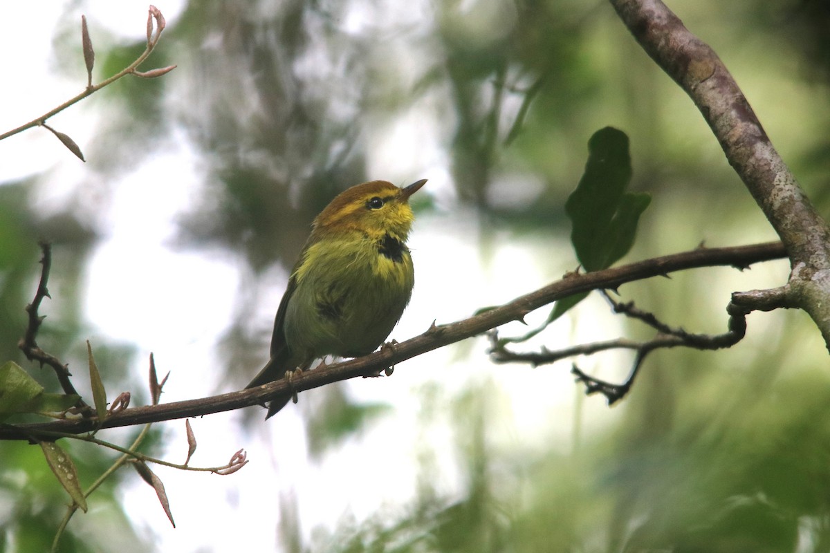Yellow-throated Woodland-Warbler - Matthew Orolowitz